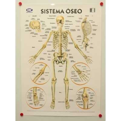 Lamina sistema oseo 50x70cm
