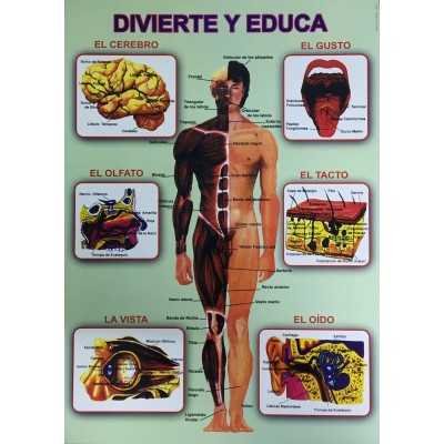 Láminas didácticas "DIVIERTE Y EDUCA" 50x70 cm