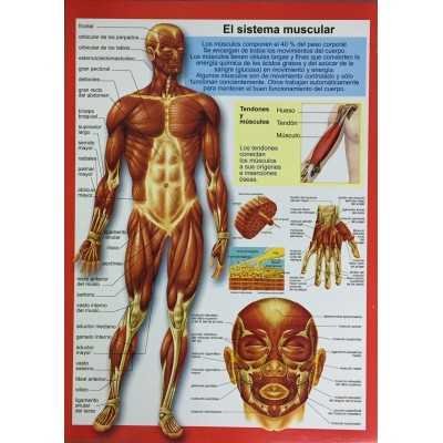 Laminas didácticas "SISTEMA MUSCULAR" 24x30 cm