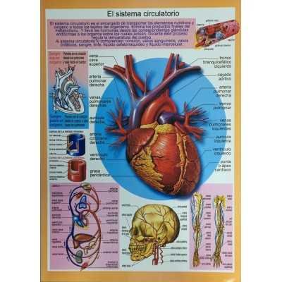 Laminas didácticas "SISTEMA CIRCULATORIO" 24x30 cm